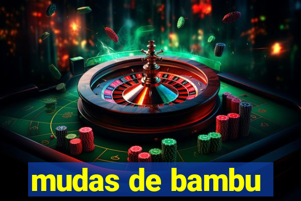 mudas de bambu